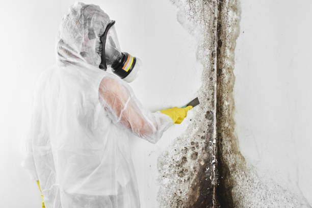 Best Black Mold Removal  in Rice Lake, WI
