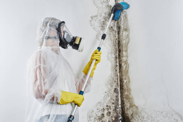 Best Home Mold Removal  in Rice Lake, WI