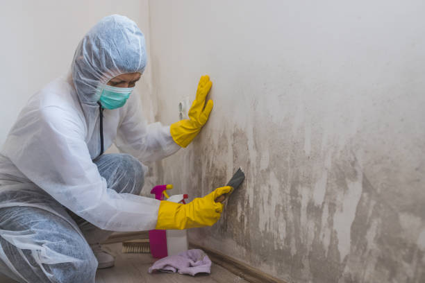 Best Mold Damage Repair  in Rice Lake, WI