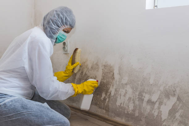 Best Office Mold Removal Services  in Rice Lake, WI