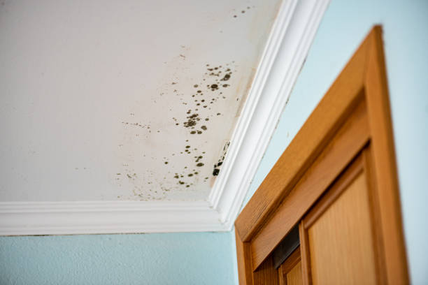 Best Best Mold Removal Companies  in Rice Lake, WI
