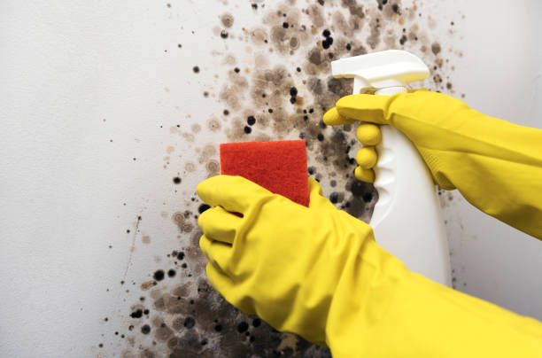 Best Mold Removal Process  in Rice Lake, WI