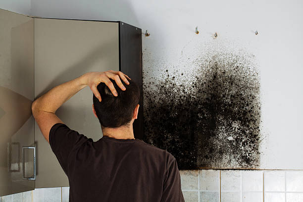 Best Mold Removal Company Near Me  in Rice Lake, WI