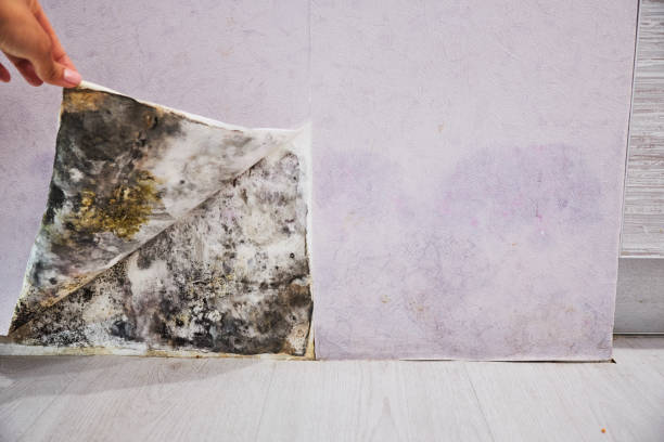 Best Fast Mold Removal  in Rice Lake, WI